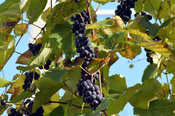 Ripe black grapes hanging on a branch.