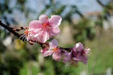 cherry blossom