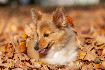 Young shetland sheepdog lies in brown foliage