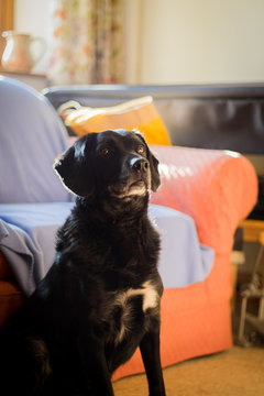 adorable dog looking upwards in living room