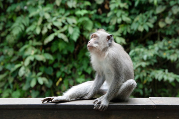 monkey in the Park