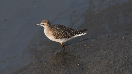 Piro piro boschereccio fermo sulla spiaggia