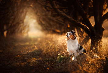 dog on the footpath. Mystical place, trees, apples. Australian Shepherd in nature