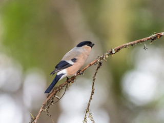 Female Eurasian bullfinch, common bullfinch or bullfinch (Pyrrhula pyrrhula), .Finland