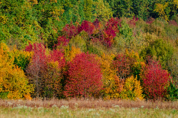 Colorful leaves on trees in autumn forest