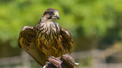 Poiana in primo piano sul posatoio