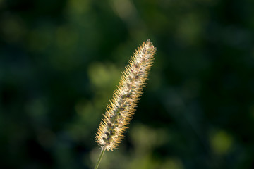 plant with macro in its habitat