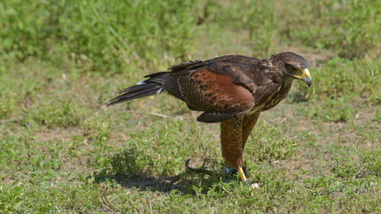 Poiana ferma sul prato che osserva