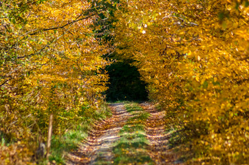 Fototapeta na wymiar Forest road on the background of autumn foliage