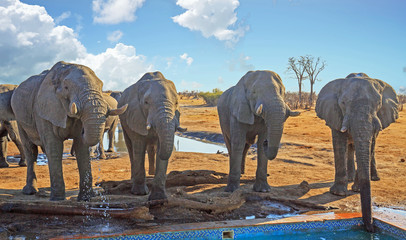 Four large African Elephants standing in a line drinking from the camp swimming pool in Hwange National Park, Zimbabwe with a cloudy blue sky