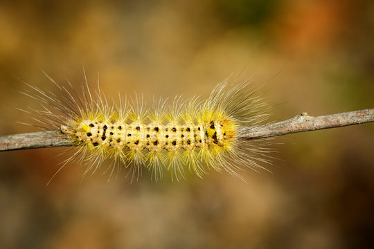 Image of Hairy caterpillar on tree branch on natural background. Insect. Worm. Animal.