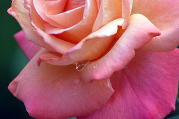 Beautiful red rose after the rain.