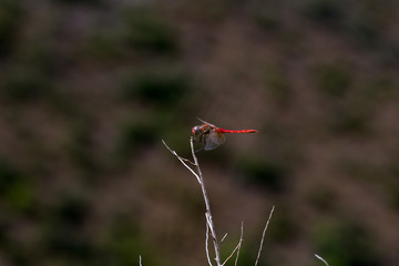 dragonfly in its habitat with macro