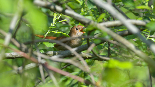 Usignolo che canta attraverso i rami del bosco