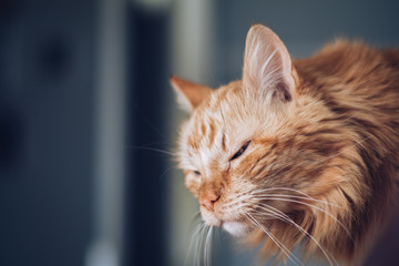 Side view portrait of a sleepy and funny ginger cat.