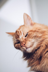 Below view of a sneeky ginger cat lookin at the camera with a foxy look.