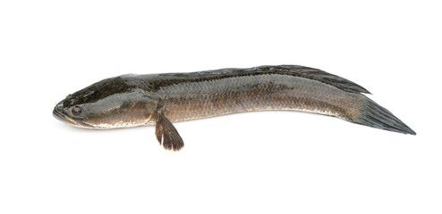 Image of striped snakehead fish isolated on white background,. Aquatic Animals.