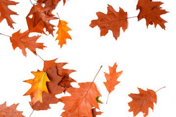 Obraz premium orangene Herbstblätter auf weißem Hintergrund