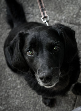 cute dog looking up at owner