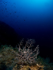 fondo marino con corales y macro