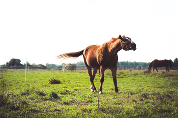 Beautiful brown horse bucking on a sunny meadow.