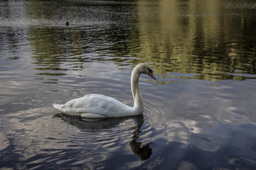 White swan swims in the pond