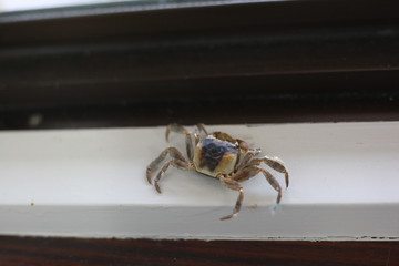 カニ　Crab