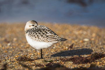 Bécasseau Sanderling