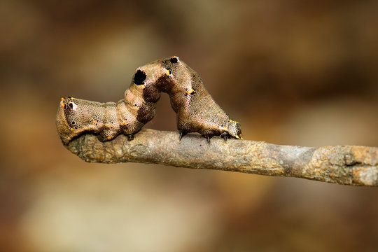 Image of brown caterpillar on a brown branch. Insect. Brown worm. Animal.