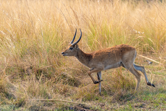 Letschwe Antilope, Kobus lechwe	