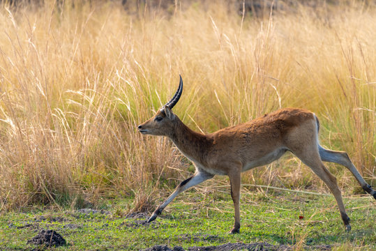 Letschwe Antilope, Kobus lechwe
