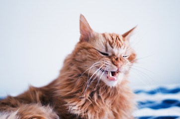 Funny ginger cat is about to yawn of sneeze.