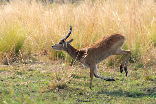 	 Letschwe Antilope springt &uuml;ber die Wiese, Kobus leche, am Kwando River, Namibia