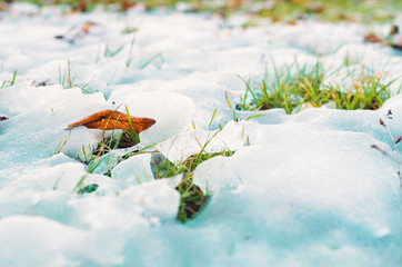 Low angle close-up view of a melting snow on a grass.
