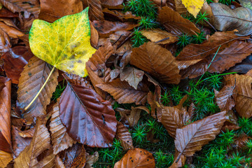 autumn leaves on the ground