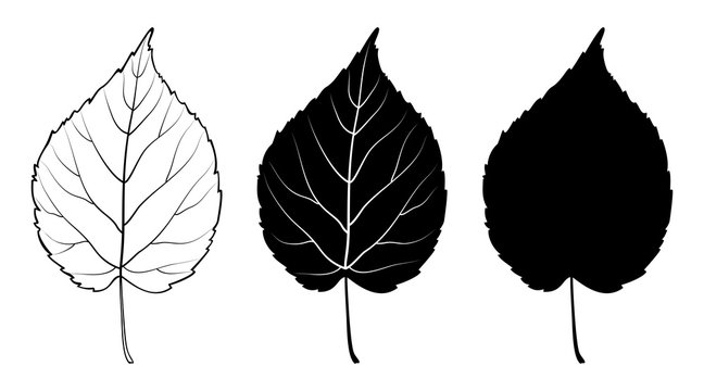 Linden leaf. Linear, silhouette isolated on white background. Vector illustration