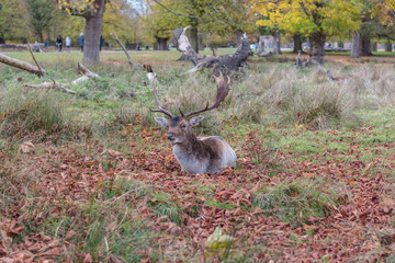 Deer in the forest