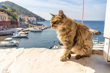 A beautiful wild, stray cat with a wounded paw sits on a stone ledge in the Kamini fishing village on the enchanting Greek Island of Hydra. © Page Light Studios