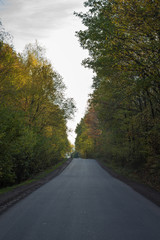 Obraz premium Straße durch den Wald