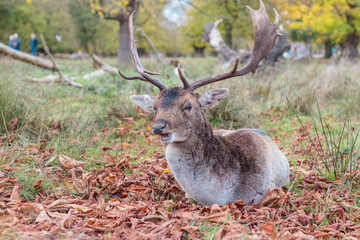 Deer in the forest