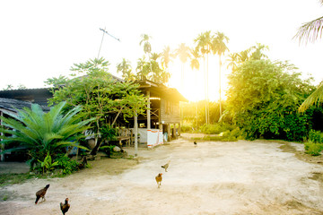 Cottage of agriculture lifestyle of farmer in Thailand, palm tree forest, cottage, green nature in rural, light green nature tree in morning, landscape view, countryside village, Flare light on tree