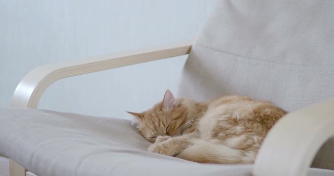 Cute ginger cat lying on beige chair. Fluffy pet going to sleep. Cozy home.