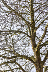 Ahornblättrige Platane im Frühjahr