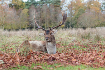 Deer in the forest
