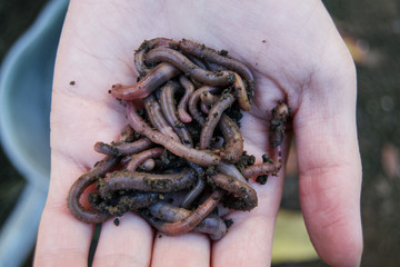 Earth worms on earth