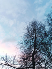 Silhouettes of bare trees on a colourful idyllic sky.