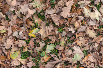 Leaves on the floor autumn background