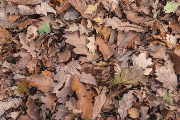 Leaves on the floor autumn background