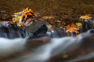 River in the woods in autumn