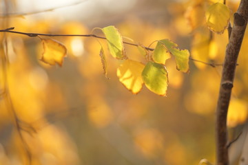 Yellow and green birch leaves in autumn forest. Selective focus, macro shot